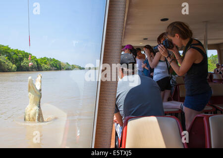 tourists rush to photograph a large crocodile jump out of the Adelaide river after the pork chop hanging. Stock Photo