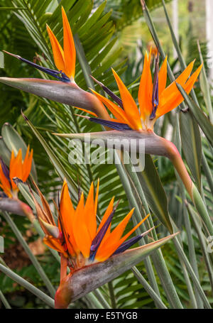 Brightly colored bird of paradise flowers. Stock Photo