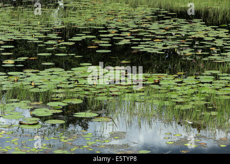 Lily pads and other aquatic plants growing in the shallow water of a lake in Orlando, Florida, USA Stock Photo
