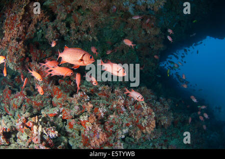 Group of squirelfish inside a cave in HP reef, north Male' atoll Stock Photo