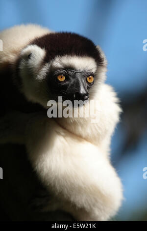 Verreaux's sifaka lemur  (Propithecus verreauxi), Nahampoana Reserve, Madagascar Stock Photo