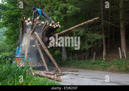 Forester cutting too long logs with chainsaw after loading felled tree trunks on logging truck in forest Stock Photo