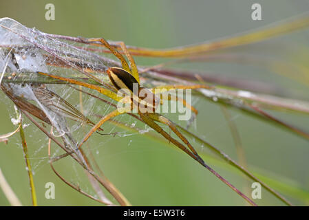 Raft spider (Dolomedes fimbriatus). Adult female. Stock Photo