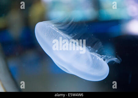 moon jellyfish - Aurelia aurita in the water Stock Photo