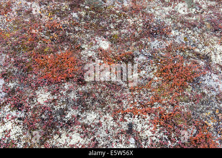 Background of arctic tundra vegetation with lichen, dwarf birch and mosses Stock Photo