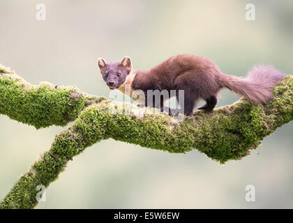 Pine Marten foraging for food in Scotland Stock Photo