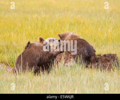Nursing Brown Bear with two cubs laying in a grassy meadow Stock Photo ...