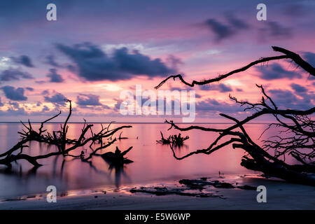 Gorgeous sunrise over the driftwood on the beach at Blackrock Trail, Big Talbot Island State Park, Florida Stock Photo