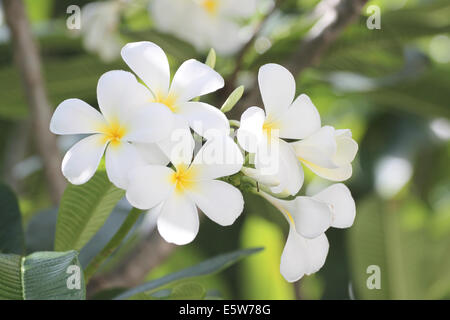 white plumeria or frangipani flower on tree in the garden. Stock Photo