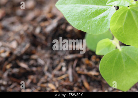 Leaf of seedlings in a macro. Stock Photo