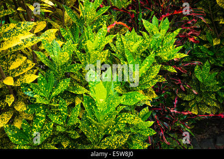Tropical foliage in the Galaxy Garden, Paleaku Gardens Peace Sanctuary, Kona Coast, The Big Island, Hawaii USA Stock Photo