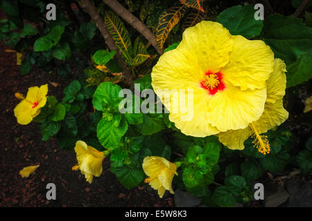 Hibiscus flowers in the Galaxy Garden, Paleaku Gardens Peace Sanctuary, Kona Coast, The Big Island, Hawaii USA Stock Photo