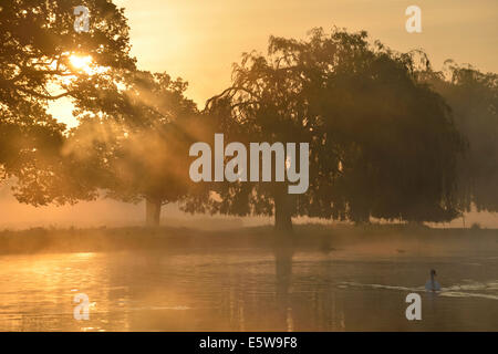 Misty sunrise over the Heron Pond in Bushy Park, London, UK Stock Photo