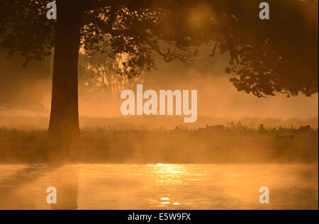 Misty sunrise over the Heron Pond in Bushy Park, London, UK Stock Photo