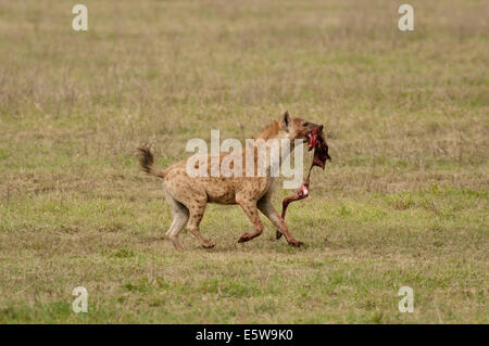 Hyena running holding leg of a kill in mouth Stock Photo