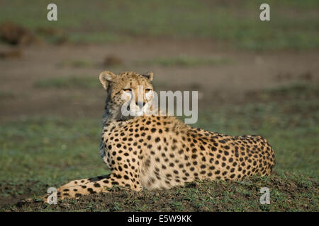 Cheetah lying down Stock Photo