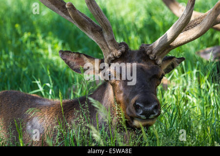 close up of an american elk in springtime still in velvet over green grass Stock Photo