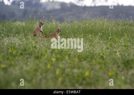 two black tailed prairie dogs on alert in the prairie of South Dakota Stock Photo