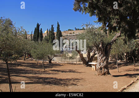 Olive trees within the Garden of Gethsemane which means oil press in Israel. Stock Photo