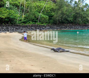 Hawaiian monk seal arrives at Kee Beach in Haena State Park on Kauai Stock Photo