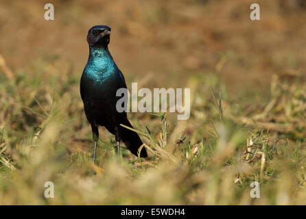 Burchell's Starling (Lamprotornis australis) on the ground Stock Photo