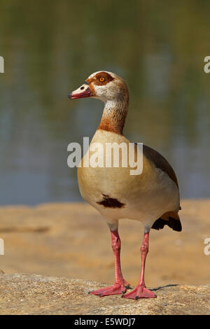 Egyptian Goose (Alopochen aegyptiacus), adult Stock Photo