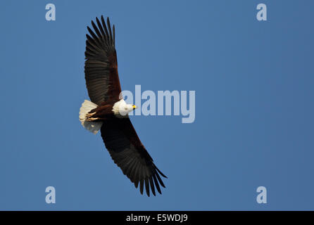 African Fish Eagle (Haliaeetus vocifer) in flight, adult Stock Photo