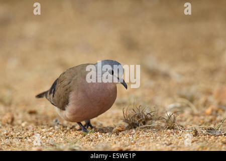 Emerald-spotted Wood Dove (Turtur chalcospilos) on the ground, Stock Photo