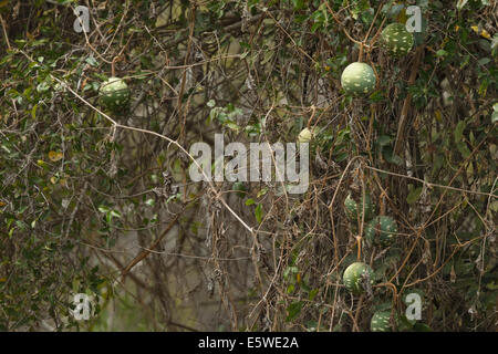 wild melon kruger africa national south park calabash sphaerica lagenaria fruits cucurbitaceae pumpkin alamy