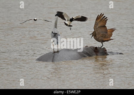 Blacksmith Lapwing attacking Grey heron and Hamerkop standing on the back of a hippo Stock Photo