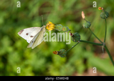 Small White. Pirris rapar (Pieridae) Butterfly settled on a yellow flower on the edge of a wheat feild. Stock Photo