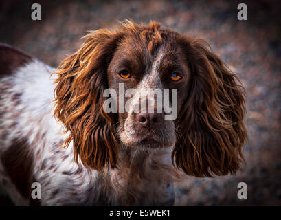 Liver and white discount working cocker spaniel