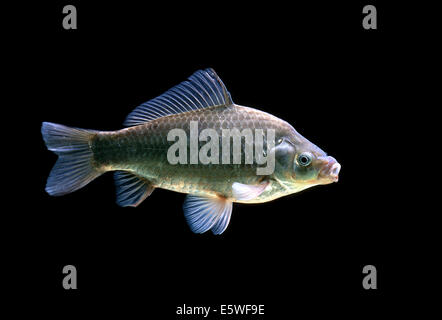 Crucian Carp (Carassius carassius), captive, France Stock Photo