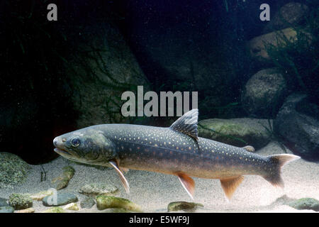 Arctic Shar (Salvelinus alpinus), captive, France Stock Photo