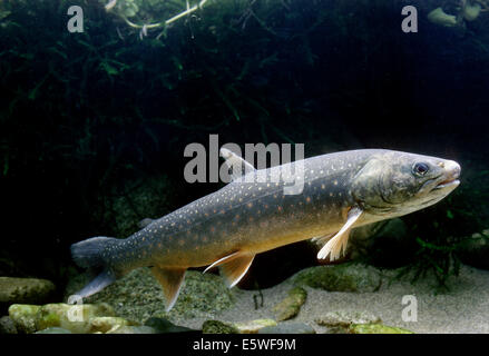 Arctic Shar (Salvelinus alpinus), captive, France Stock Photo