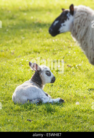 Lamb with its mother, UK Stock Photo