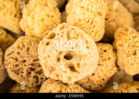 Natural sea sponges collected in Tarpon Springs, Florida, USA Stock Photo