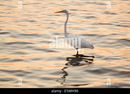 Great White Egret standing in the ocean near Tampa, Florida, USA at dawn Stock Photo