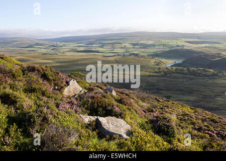 Teesdale, UK. 7th Aug, 2014. With the Grouse Shooting Season Due to Start in Less than a Weeks Time the Recent Warm Weather has Meant the Heather is Starting to Bloom on the Moors of Upper Teesdale, County Durham, UK. Credit:  David Forster/Alamy Live News Stock Photo