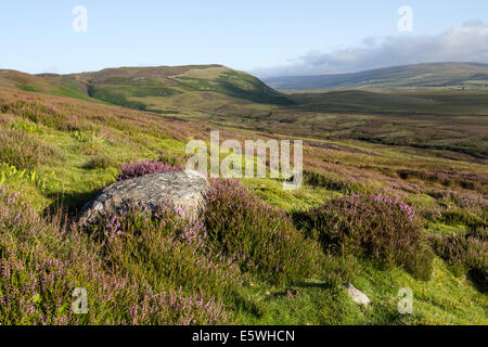 Teesdale, UK. 7th Aug, 2014. With the Grouse Shooting Season Due to Start in Less than a Weeks Time the Recent Warm Weather has Meant the Heather is Starting to Bloom on the Moors of Upper Teesdale, County Durham, UK. Credit:  David Forster/Alamy Live News Stock Photo