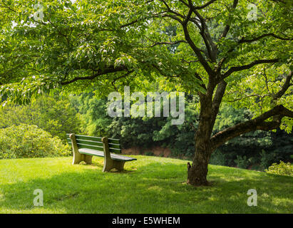 Park bench in the shade of a flowering dogwood tree in an urban park Stock Photo