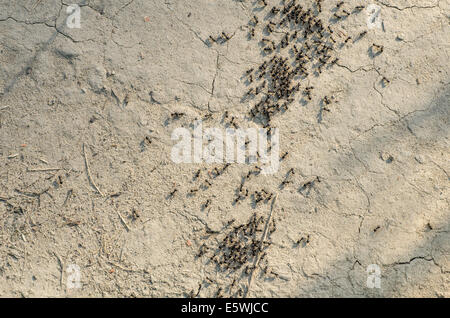 group of black ants on sandy background Stock Photo