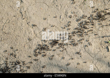group of black ants on sandy background Stock Photo