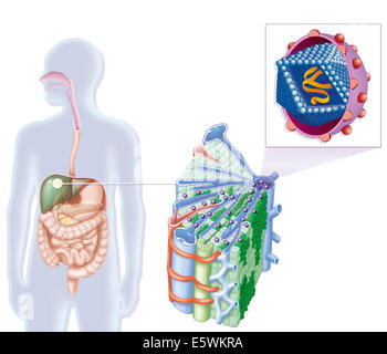 Hepatitis c drawing Stock Photo