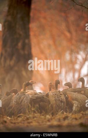 White-backed vultures on Impala carcass, Mana Pools, Zimbabwe Stock Photo