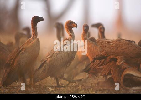 White-backed vultures on Impala carcass, Mana Pools, Zimbabwe Stock Photo