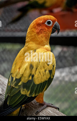 Sun Parakeet, Sun Conure, Aratinga solstitialis, parrot Stock Photo