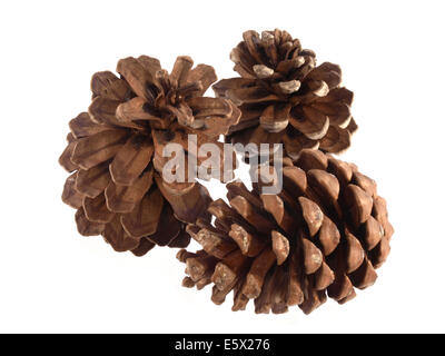 Pine or fir cones on a white background. Stock Photo