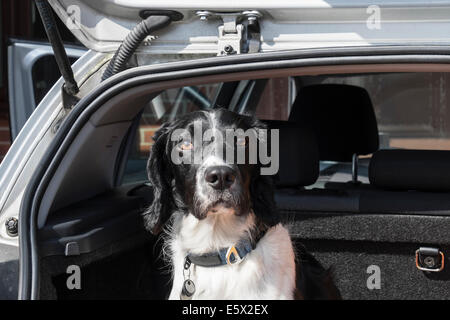 An adult English Springer Spaniel dog sitting waiting to go on a journey in a hatchback car boot with tailgate door open. UK Britain Stock Photo