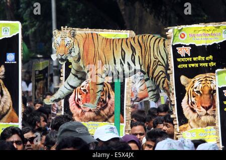 Dhaka, Bangladesh. 7th Aug, 2014. Making slogan 'Helping to Save Wild Tigers' International Tiger Day 2014 celebrated in Bangladesh. The goal of the Tiger Day is to promote protection and expansion of the wild tiger habitats and also to gain support awareness for tiger conservation. At present the number of wild tigers is at its lowest. In last 100 years, around 97 percent of the total tiger’s population have been lost. In 1913, the world has about 1 lakh wild tigers, which has dropped to 3000 in 2014. Stock Photo